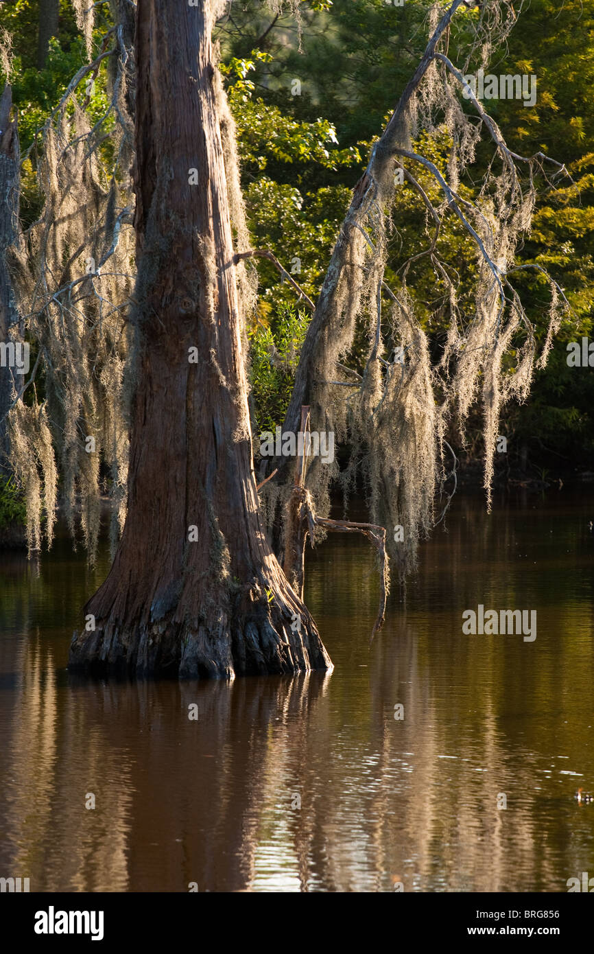 Spanish moss, Tillandsia usneoides, growing on bald cypress trees in swamp bogs in Louisiana. Stock Photo