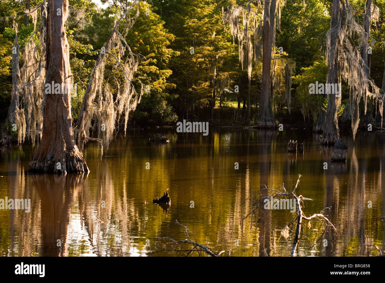 Spanish moss, Tillandsia usneoides, growing on bald cypress trees in swamp bogs in Louisiana