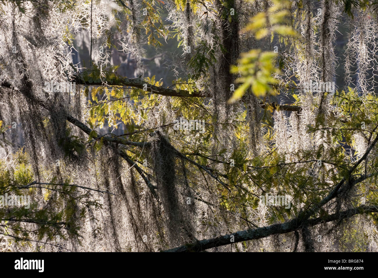 Spanish moss, Tillandsia usneoides, growing on bald cypress trees in swamp bogs in Louisiana