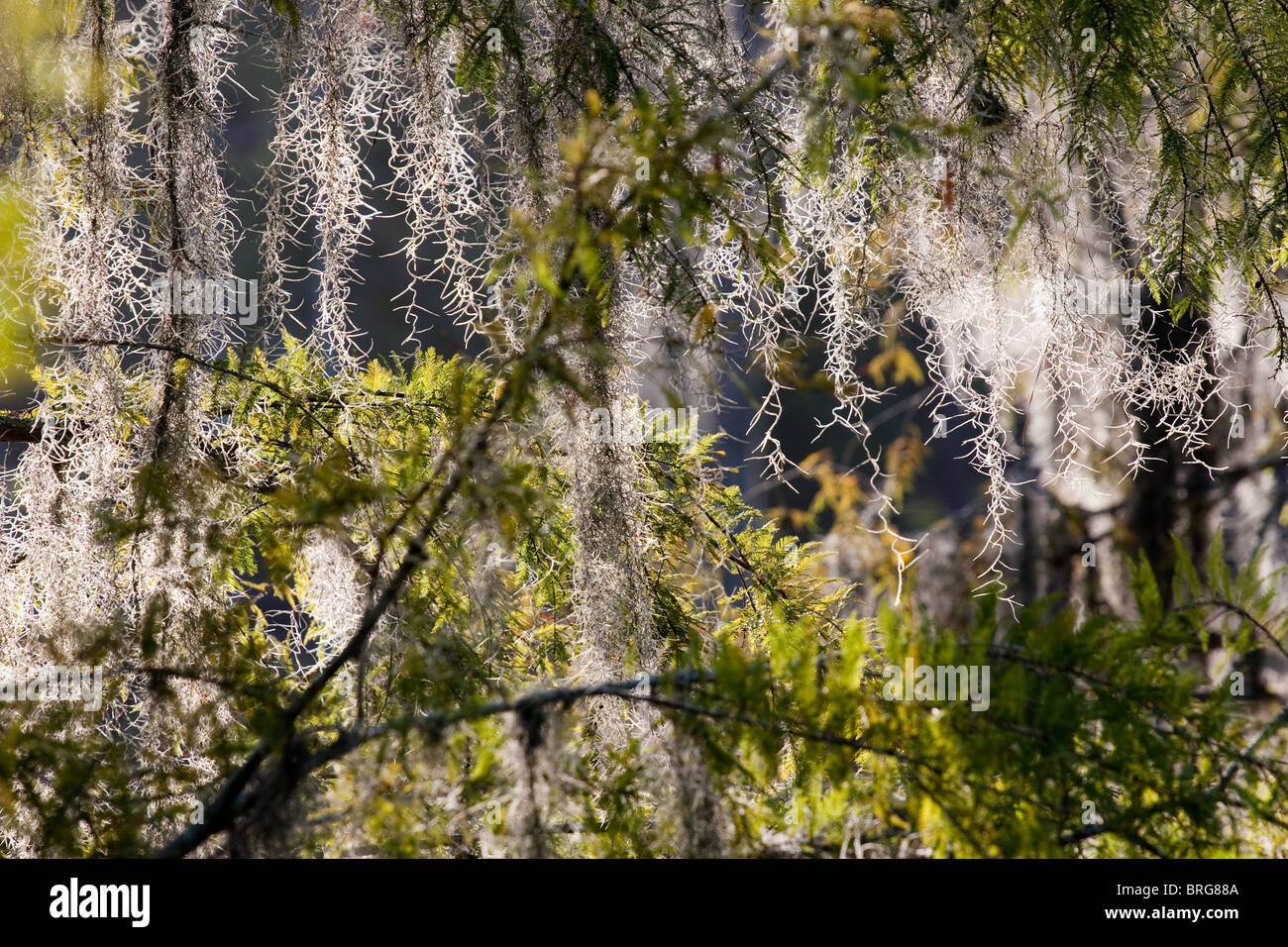 Spanish moss, Tillandsia usneoides, growing on bald cypress trees in swamp bogs in Louisiana. Stock Photo