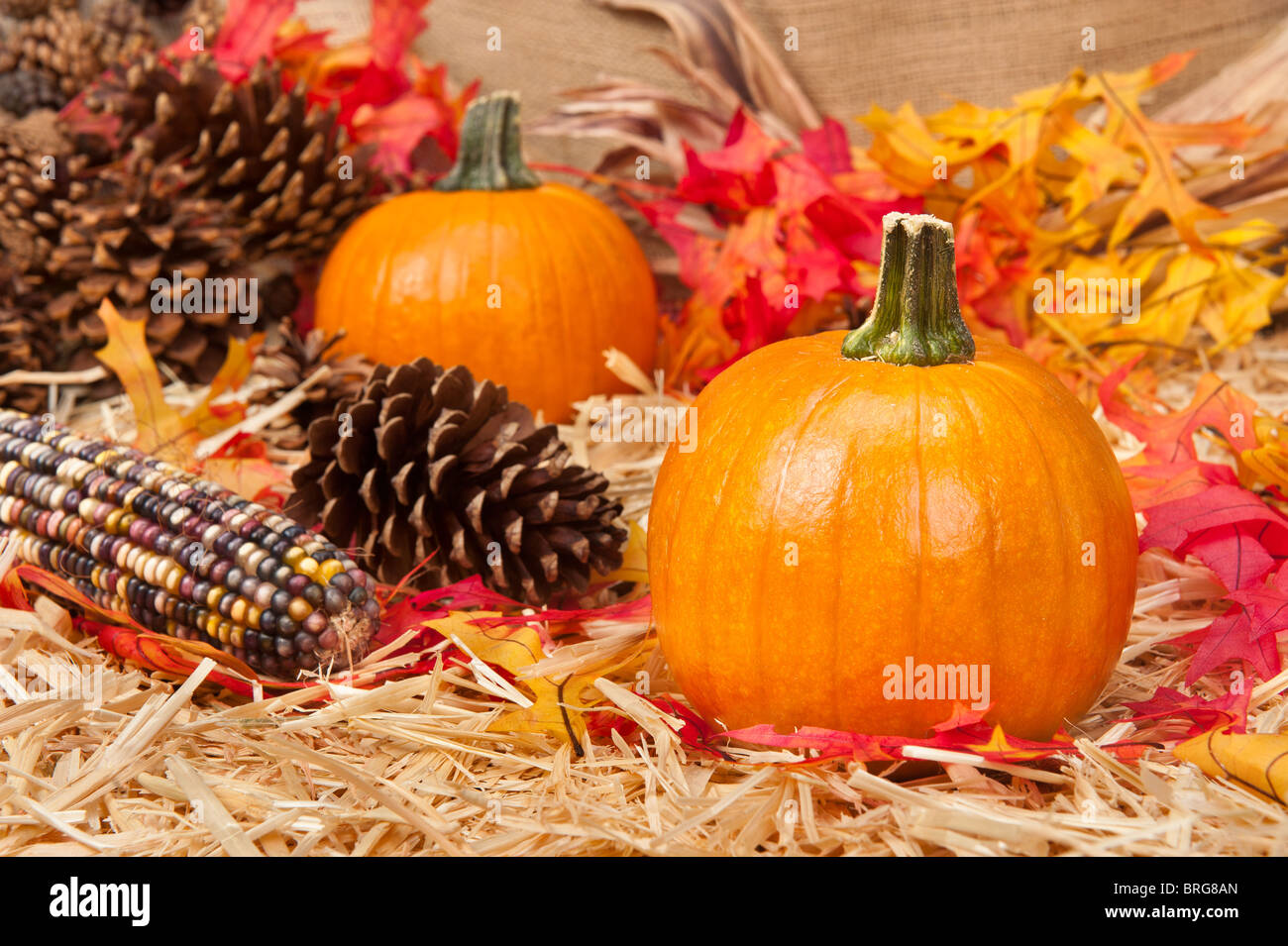 An Autumn holiday theme with pumpkins, corn, pine cones and autumn leaves on a hay base. Stock Photo