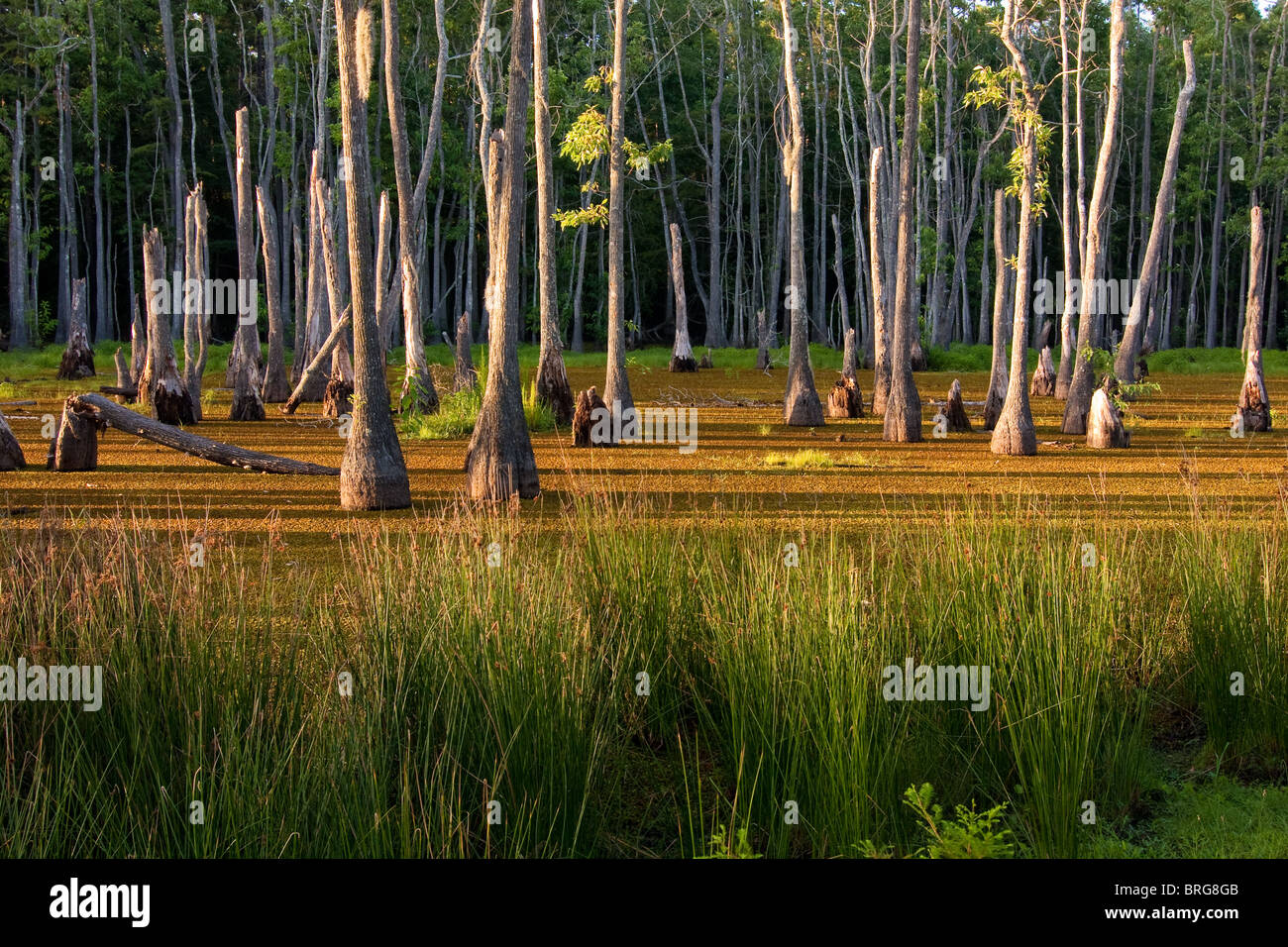 Majestic bald cypress trees (Taxodium distichum) rise from swamp bogs