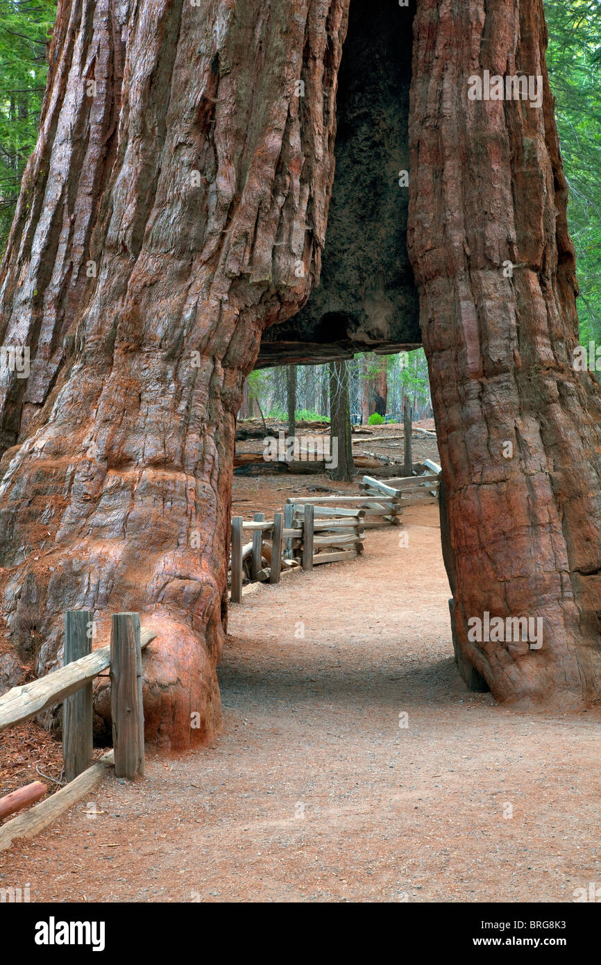 Tunnel tree. Mariposa Grove. Yosemite National Park, California Stock Photo