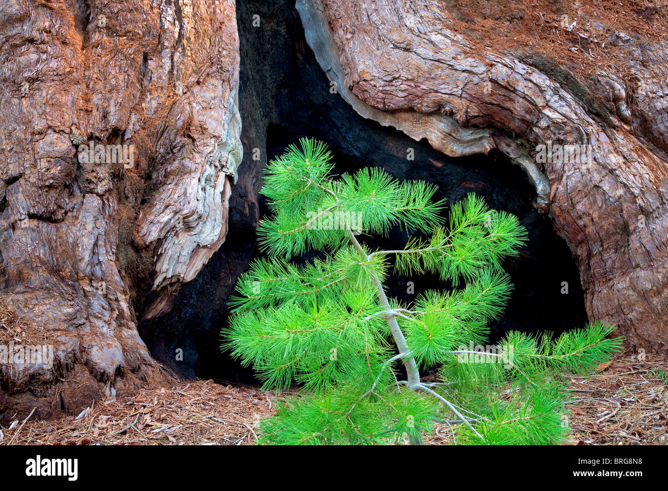 Pine tree and burned out portion of a Giant Sequoia (Sequoiadendron giganteum). Mariposa Grove. Yosemite National Park, Californ Stock Photo