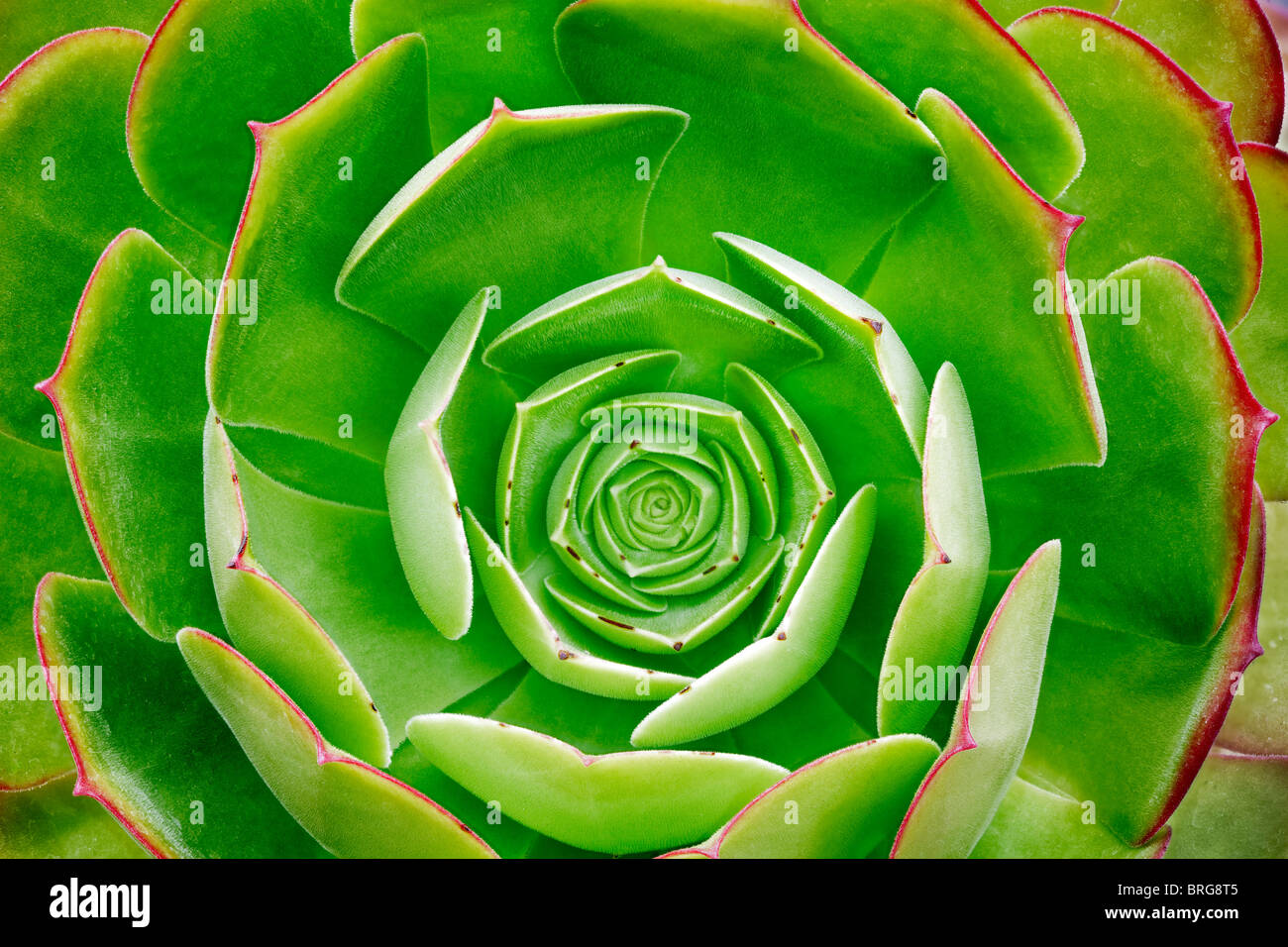 Close up of Aeonium urbicum v. rubra. Hughes Water Gardens, Oregon Stock Photo