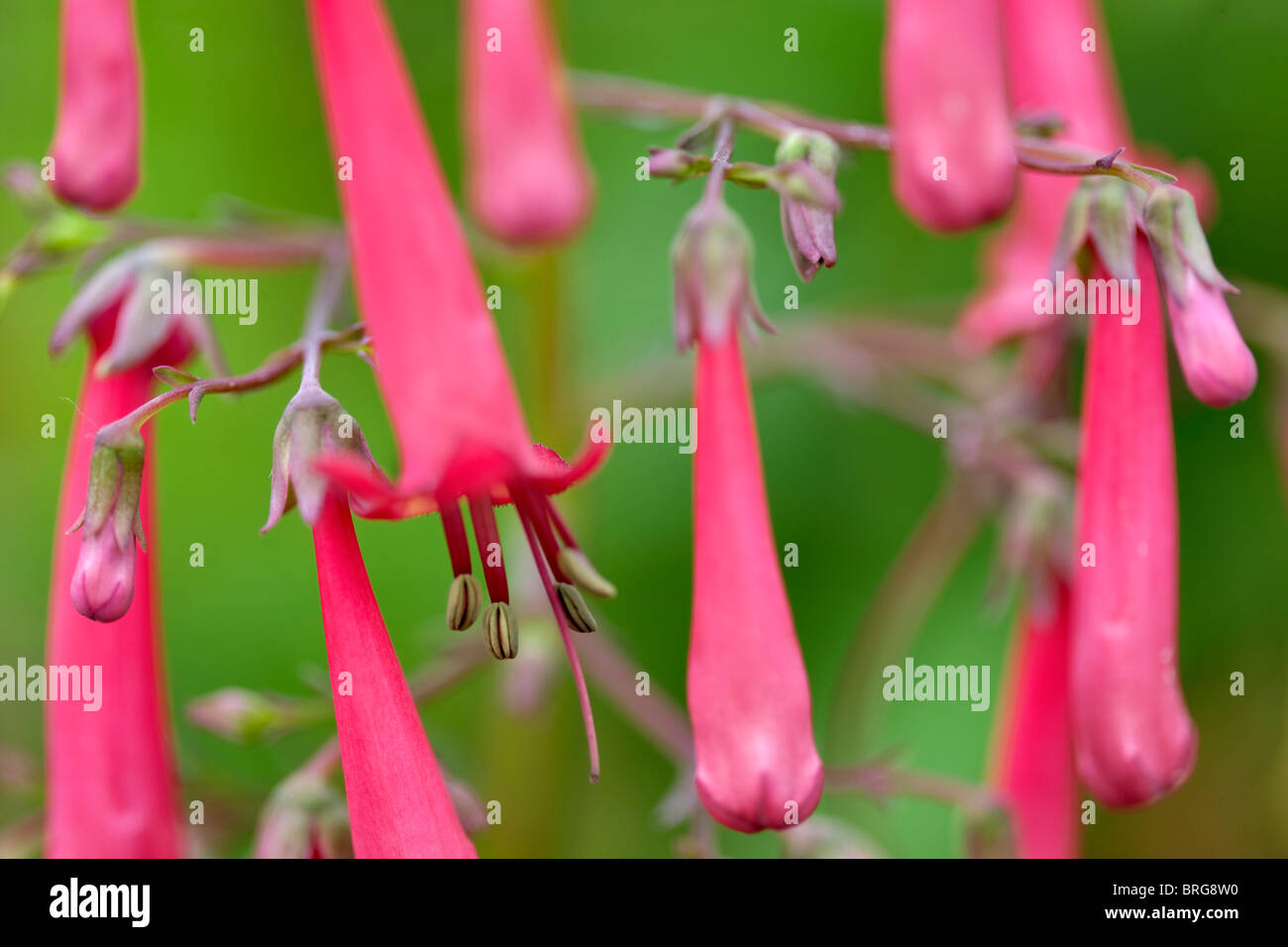 Cape Fuchsia - Cherry Ripe. Al's Nursery, Oregon Stock Photo