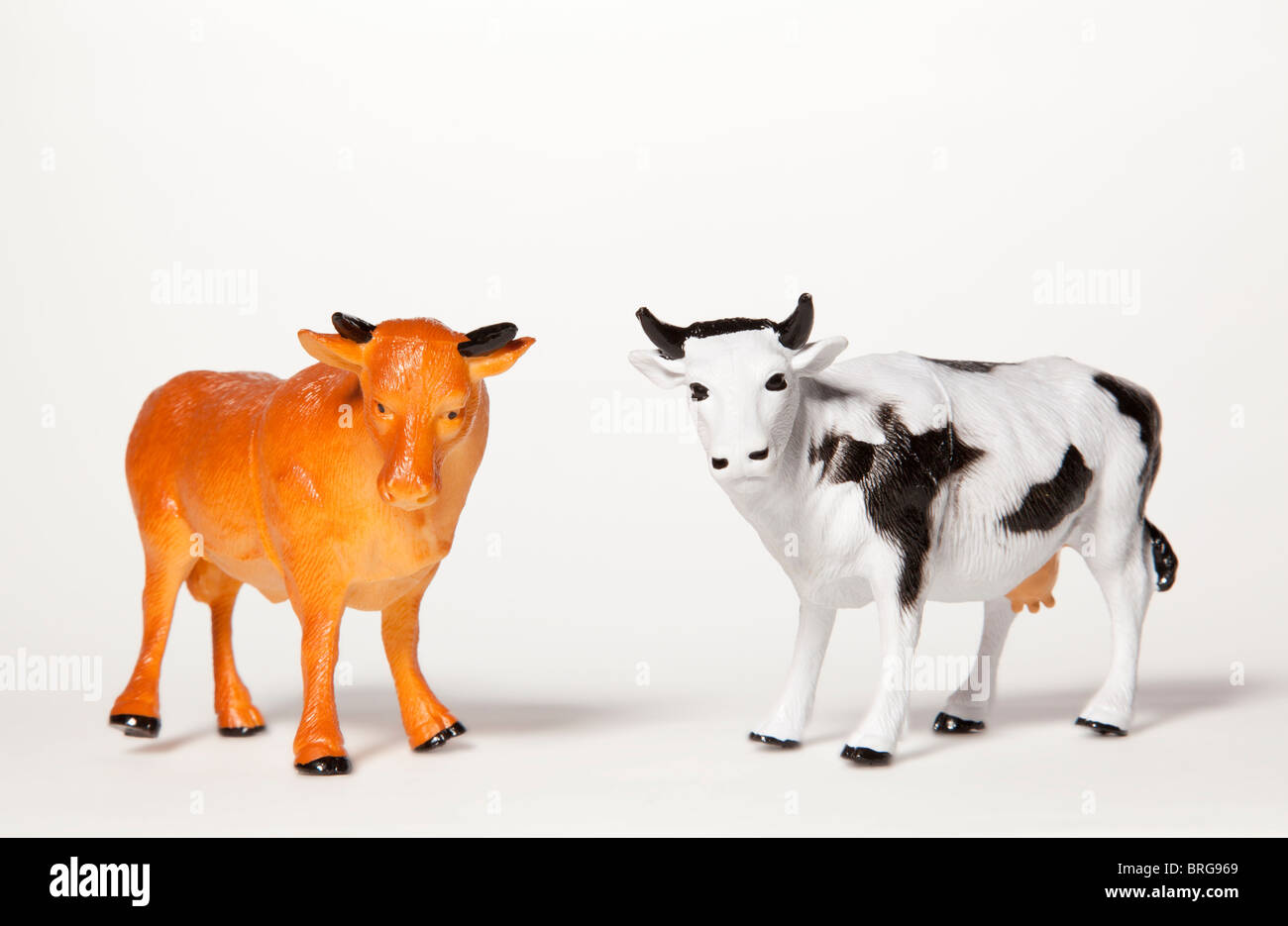 Cow and bull Stock Photo Alamy