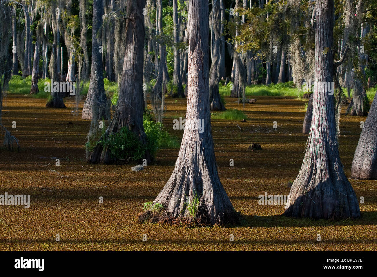 Majestic bald cypress trees (Taxodium distichum) rise from swamp bogs