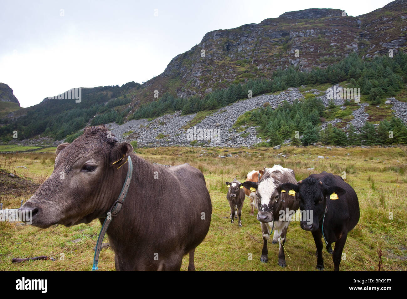 Livestock of the species 'Vestlandsk Fjordfe' at the island Runde on the Atlantic west coast of Norway, Scandinavia. Stock Photo