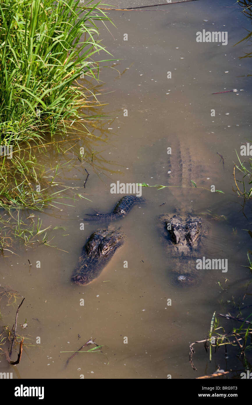 Two American alligators (Alligator mississippiensis) in a canal in