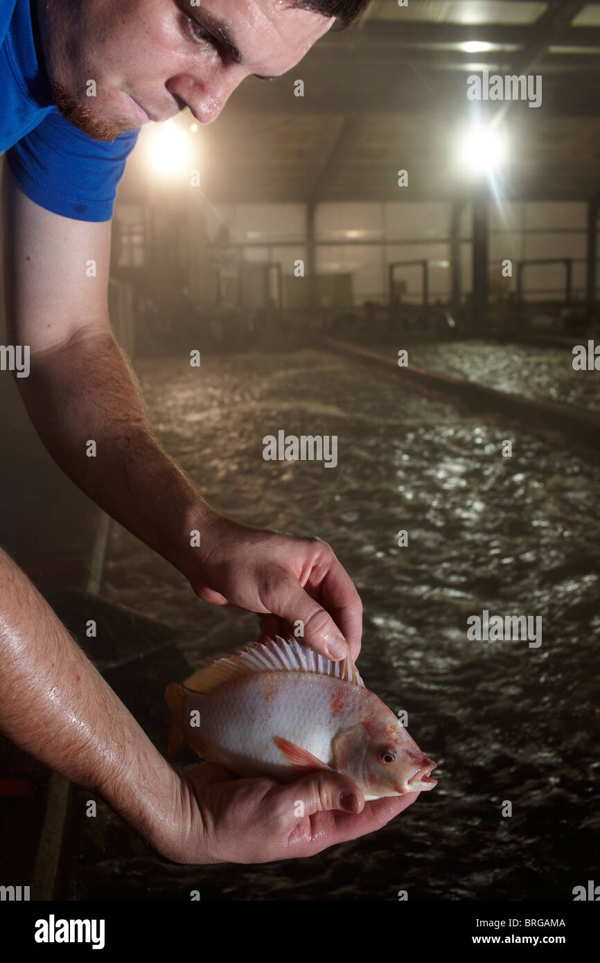 Fresh water Farmed Tilapia fish in North Yorkshire, England Stock Photo