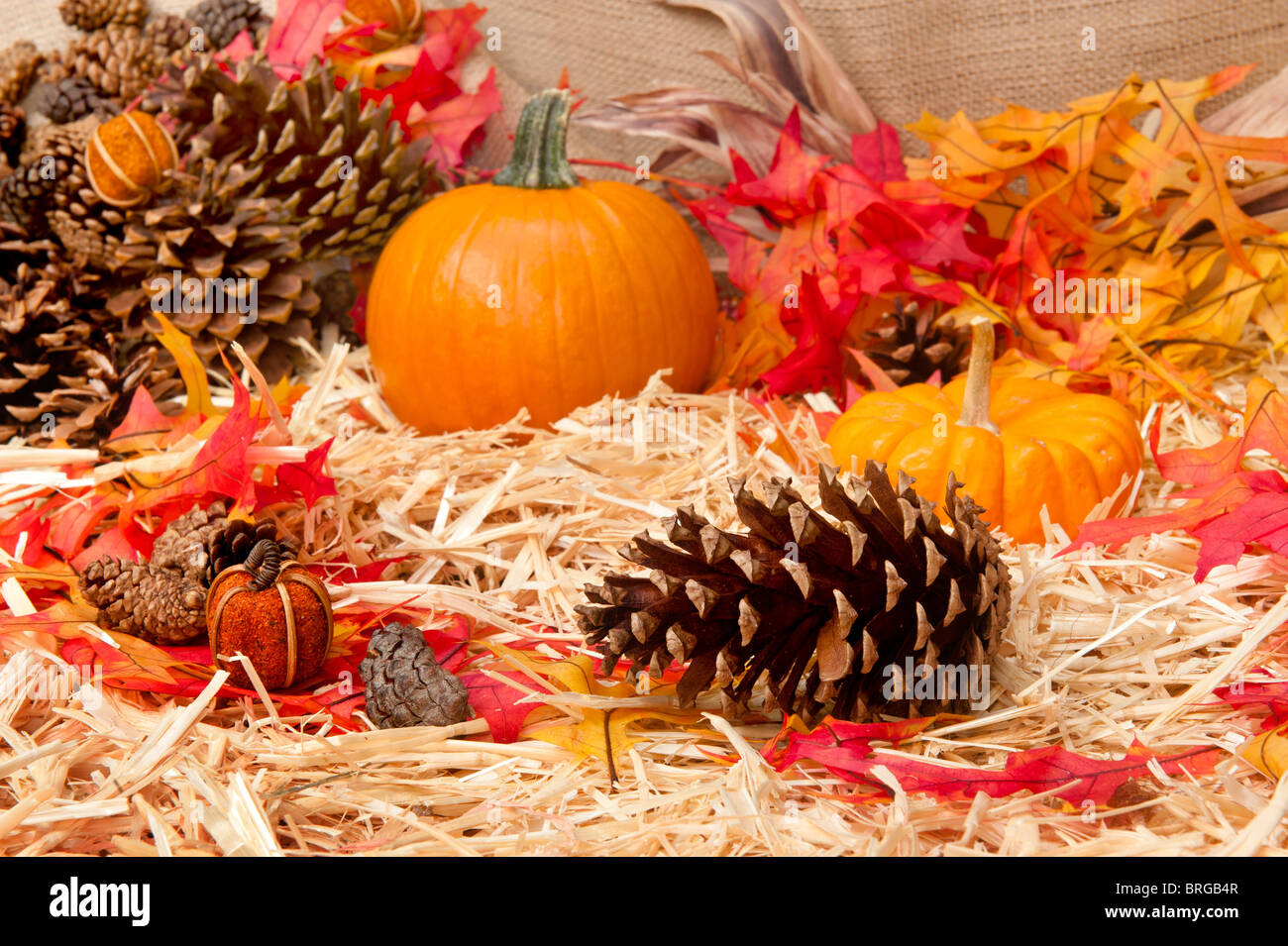 An Autumn holiday theme with pumpkins, corn, pine cones and autumn leaves on a hay base with focus on the pine cone. Stock Photo