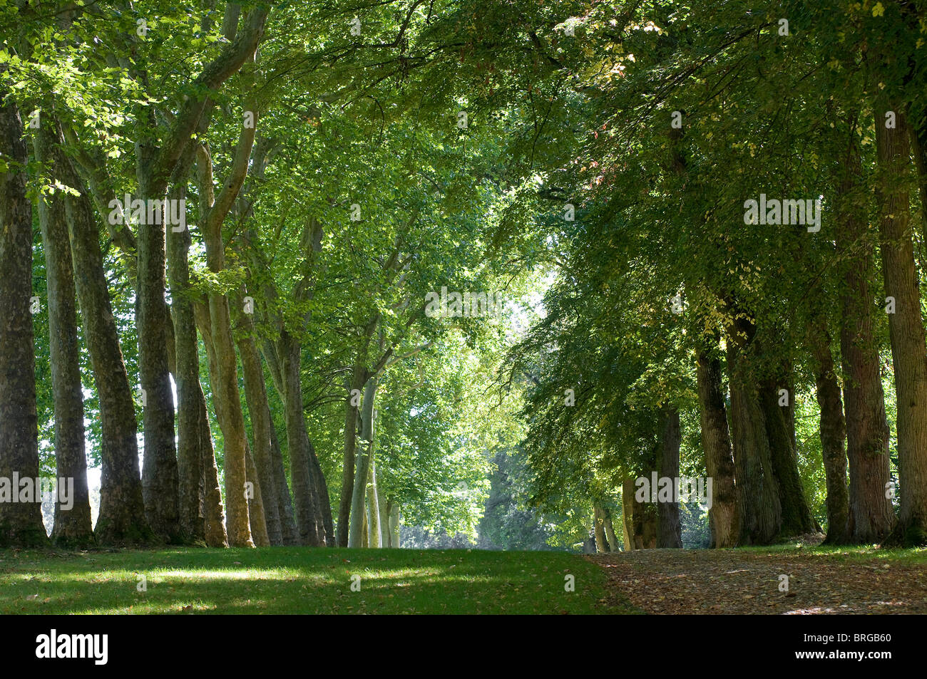 avenue of trees, france Stock Photo Alamy