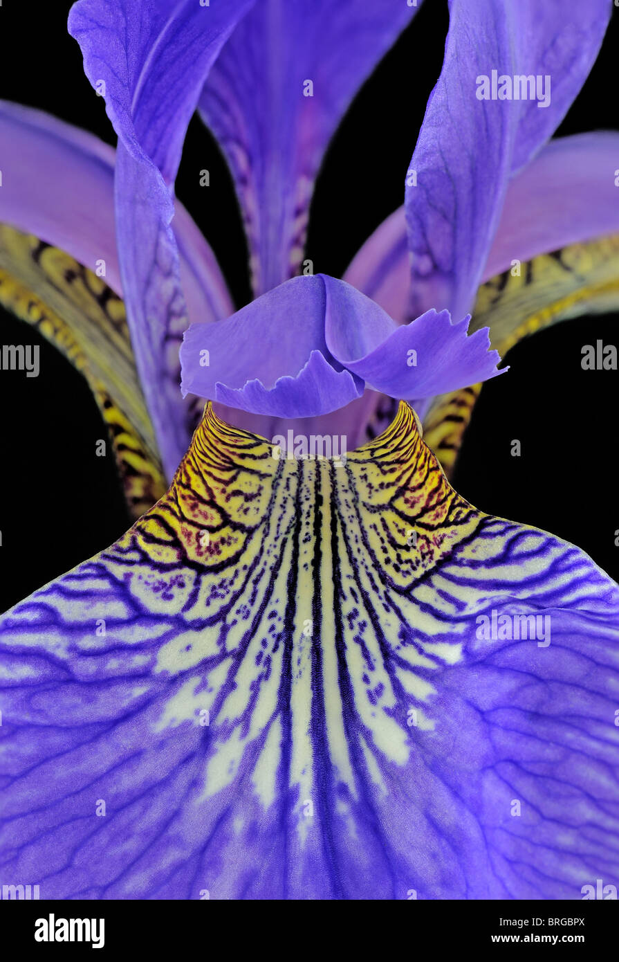 Blood Iris (Iris Sanguinea) Iridaceae - Macro Image Stock Photo