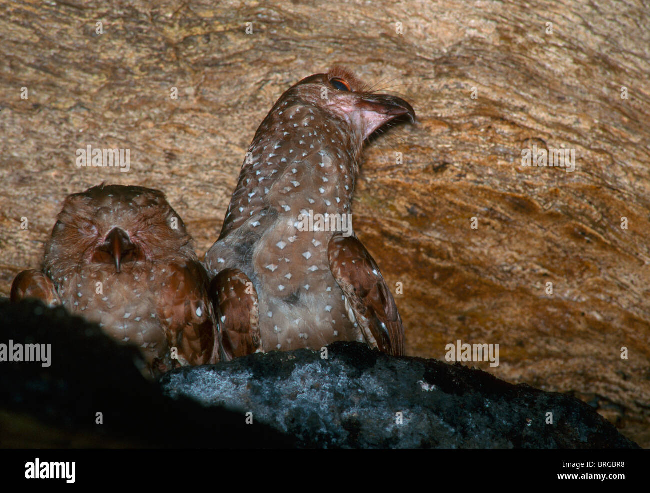 Oilbird Adult showing length of neck. Stock Photo