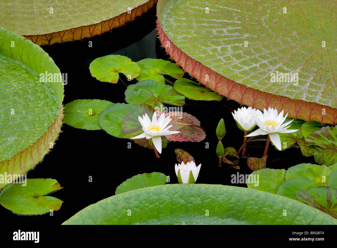 White tropical water lilies and large Amazon Lily leaves. Hughes Water Gardens, Oregon Stock Photo