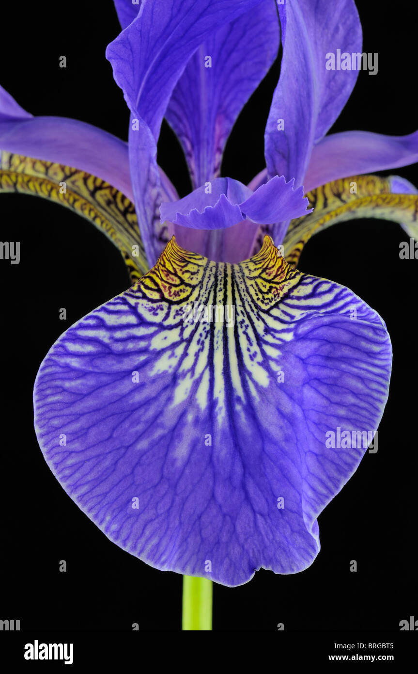 Blood Iris (Iris Sanguinea) - Iridaceae Stock Photo