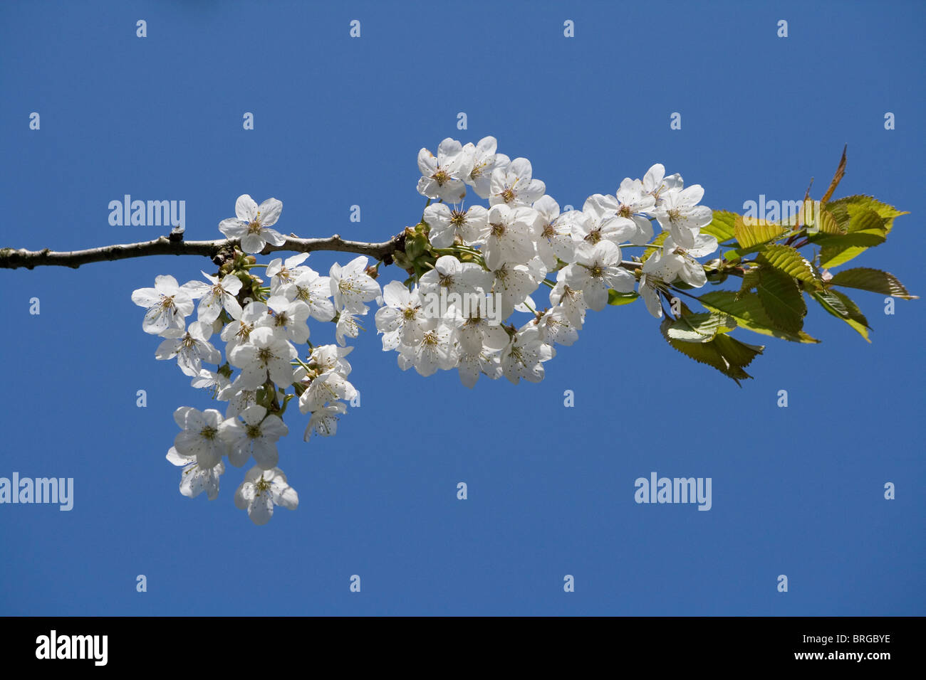 White ornamental cherry blossom against a blue sky. Stock Photo