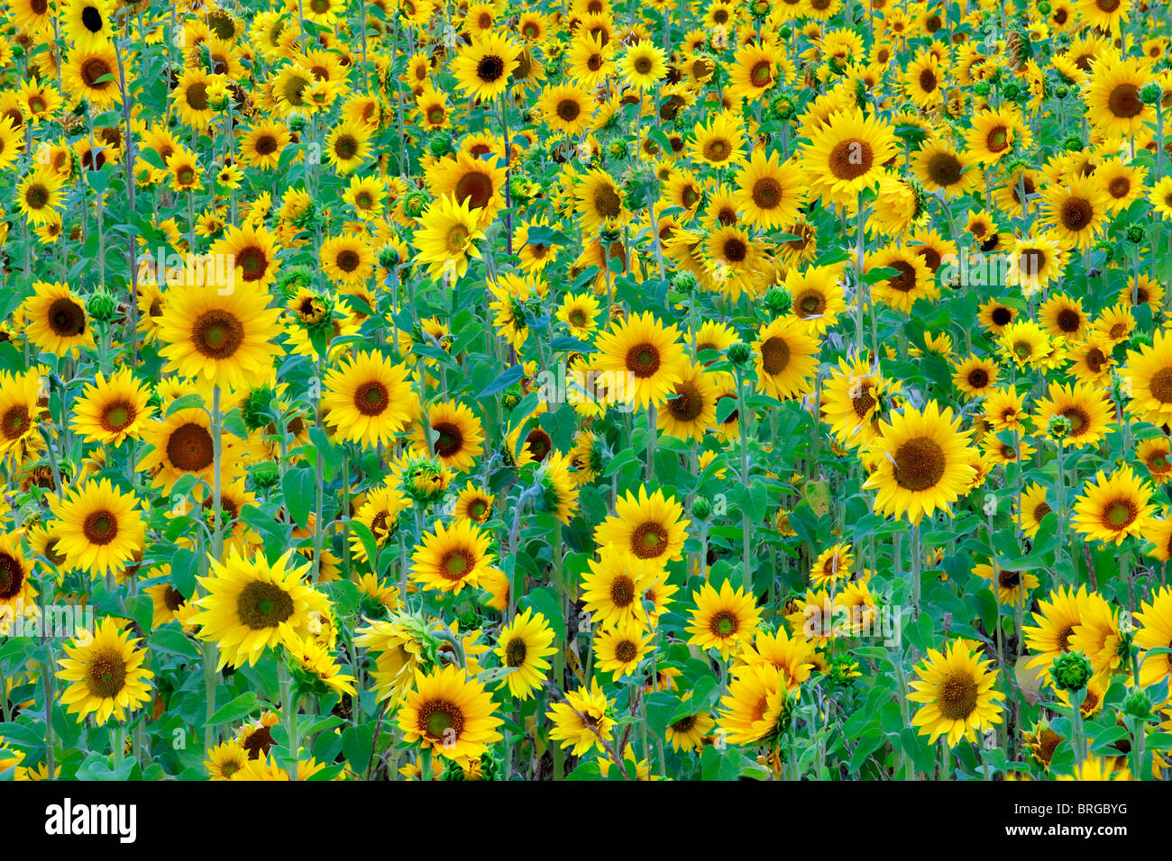 Filed of sunflowers. Near Sherwood, Oregon Stock Photo