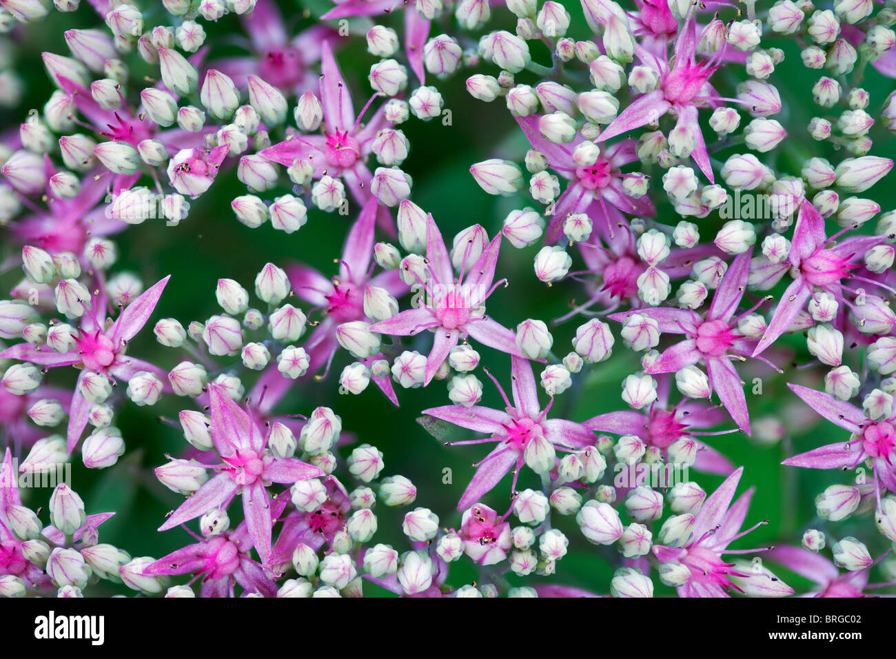 Mr. Goodbud Sedum. Oregon. Stock Photo