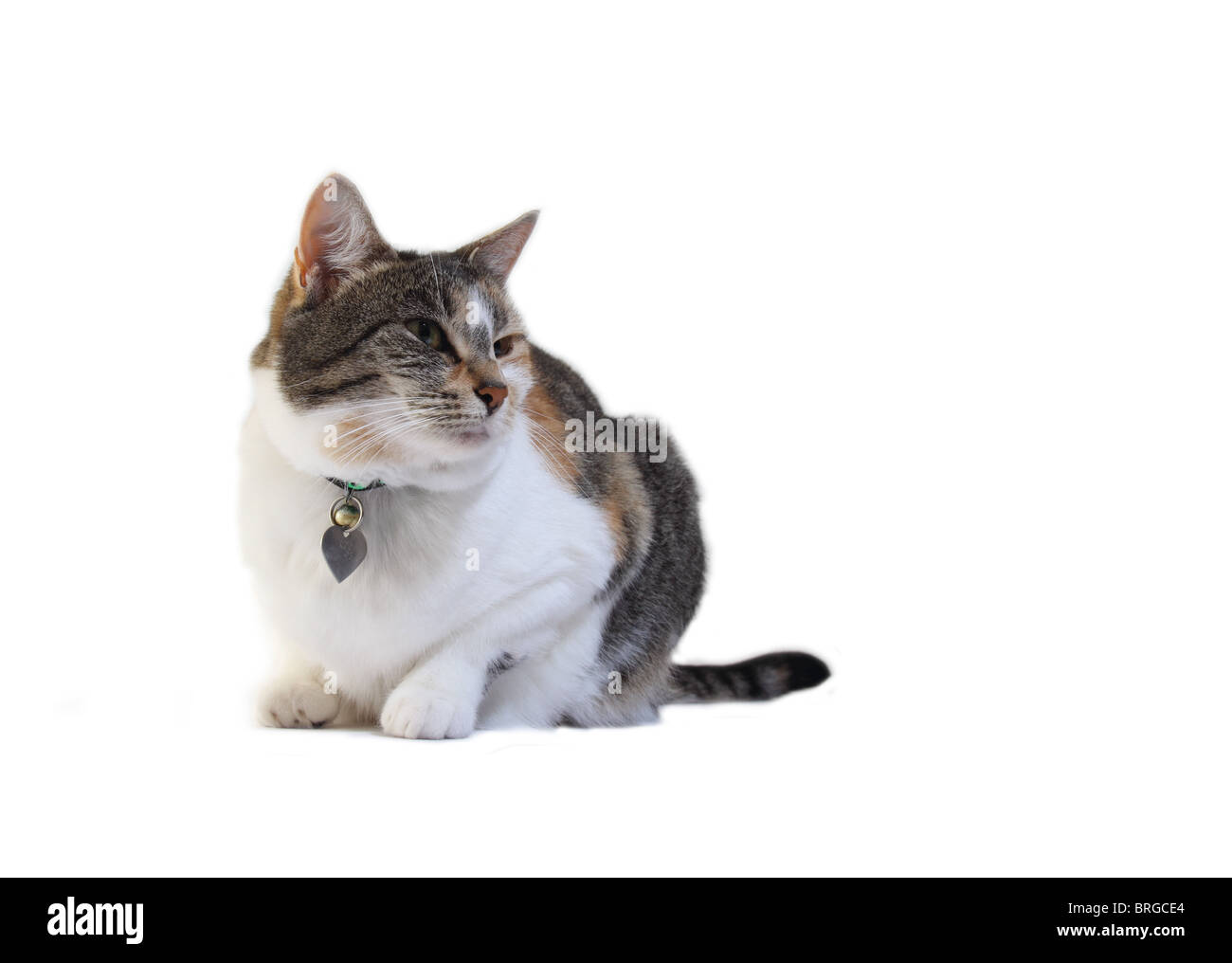 Domestic short-haired cat Stock Photo