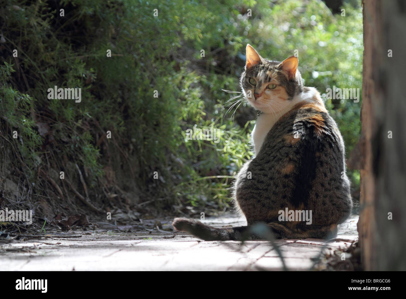 Domestic cat on a path, turning to face the camera Stock Photo