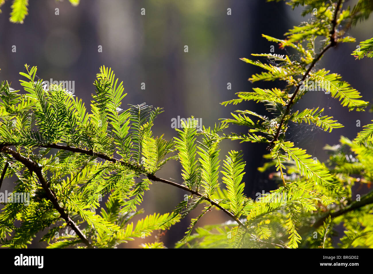 Cypress Tree Swamp Leaves
