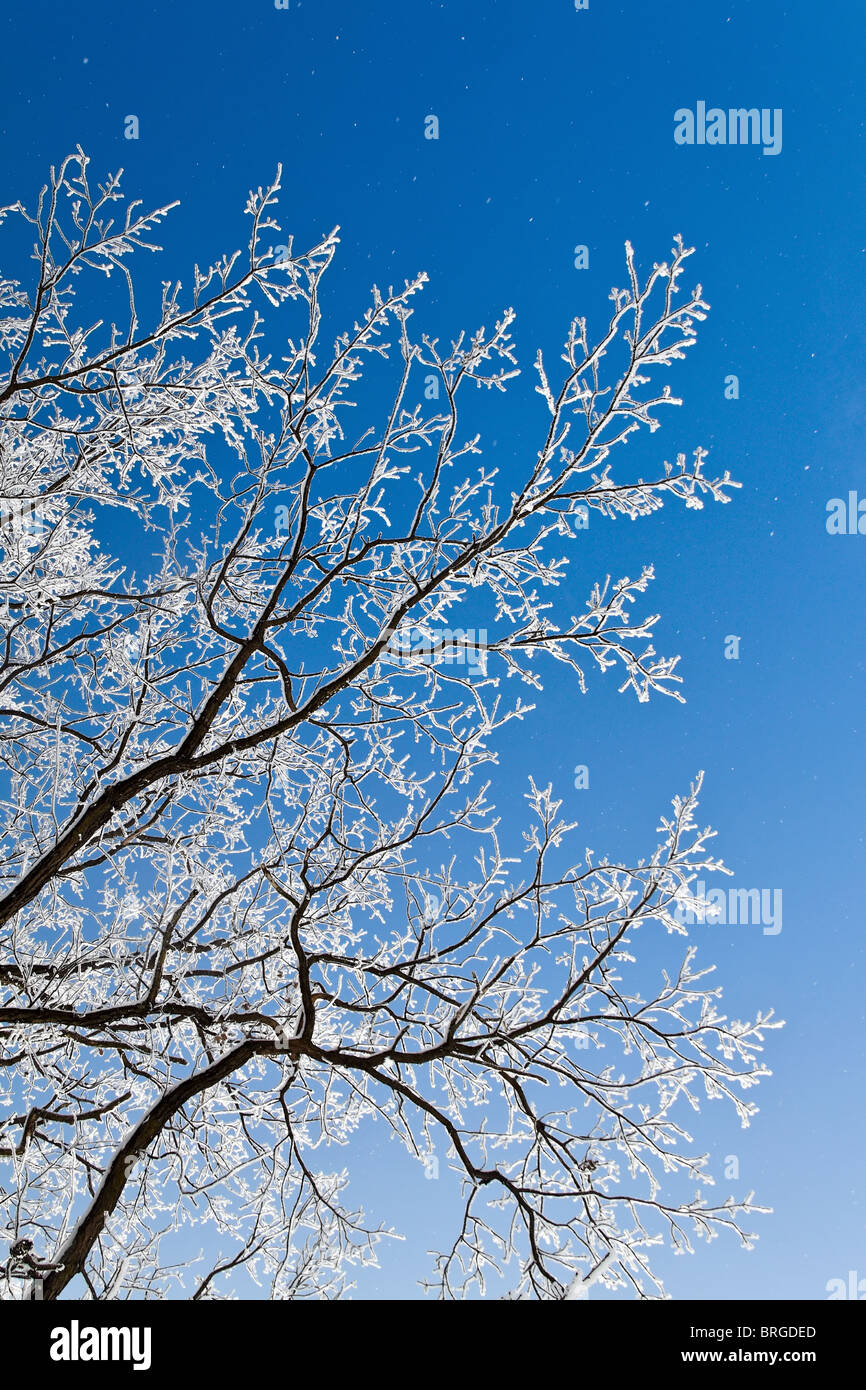 Rime snow trunk weather winter countryside a rime hi-res stock ...