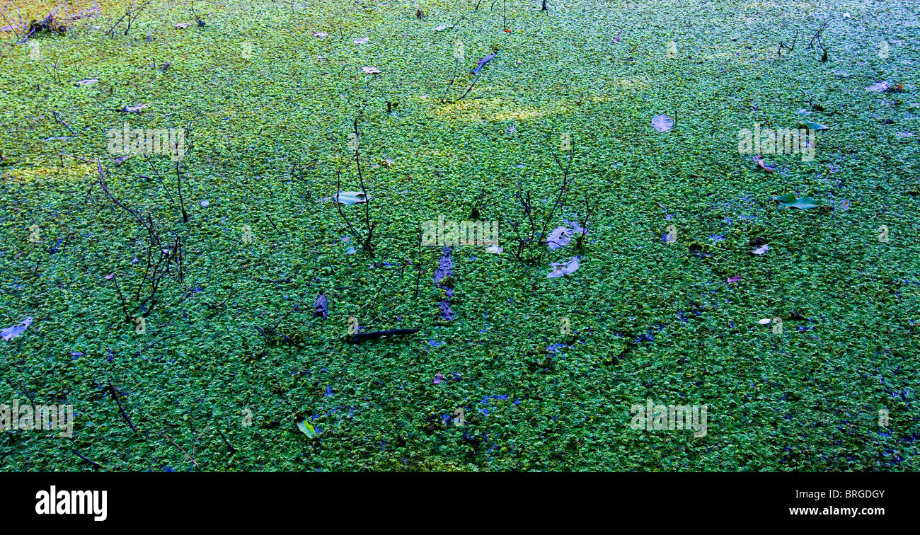 Lush vegetation growing on surface of water in swamp where bald cypress ...