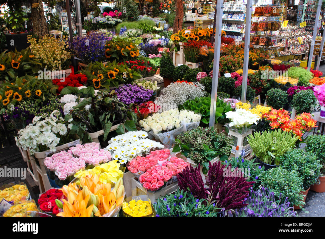 Amsterdam in the Netherlands Stock Photo - Alamy