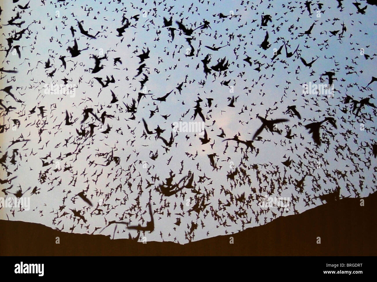 Carlsbad caverns bats hires stock photography and images Alamy