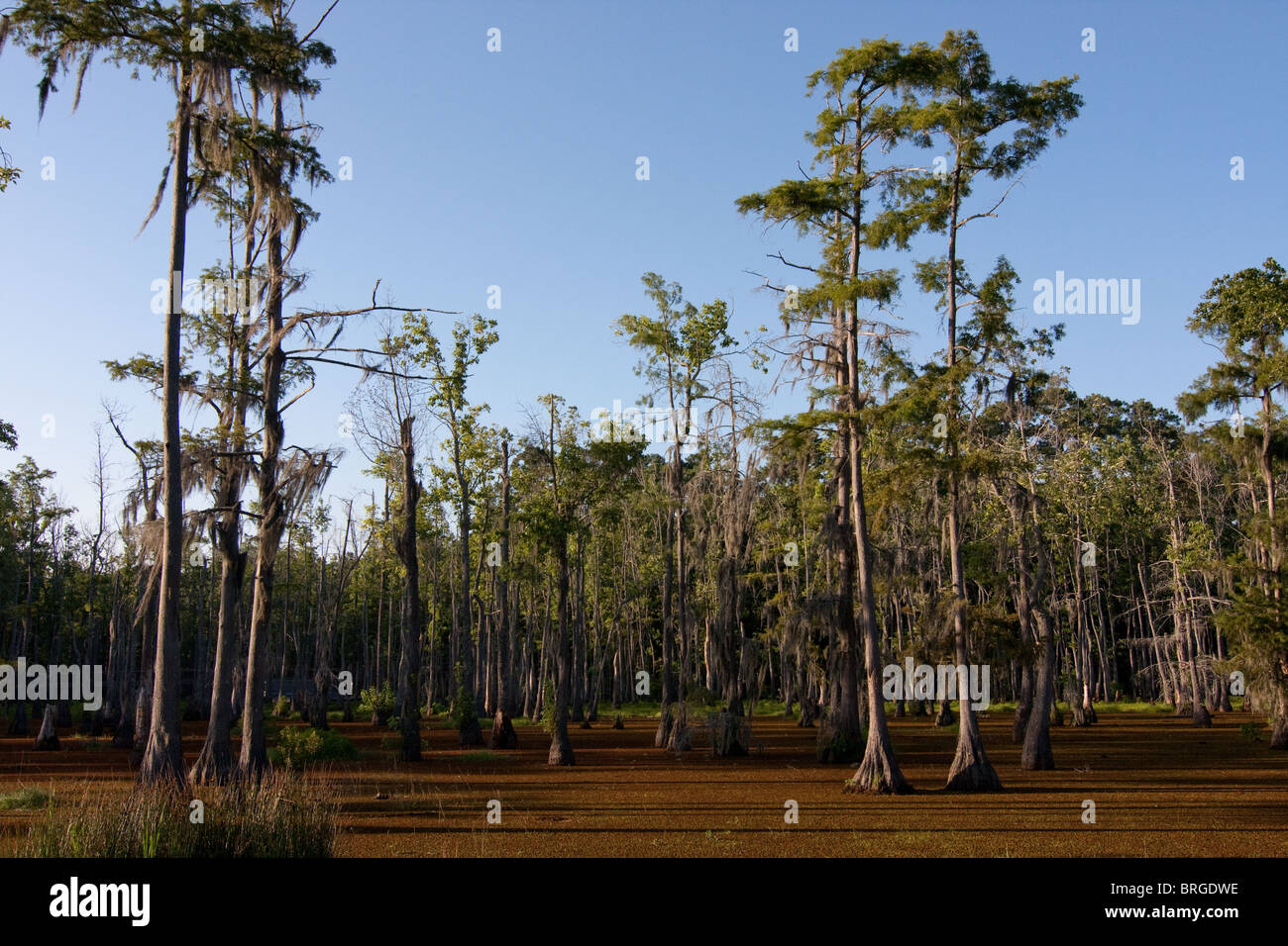 Majestic bald cypress trees (Taxodium distichum) rise from swamp bogs at Sam Houston Jones State Park, Lake Charles, Louisiana. Stock Photo
