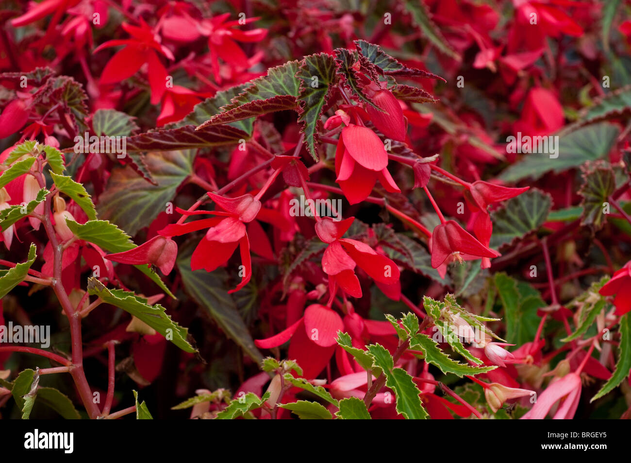 Begonia Amour (Million Kisses Series) Stock Photo