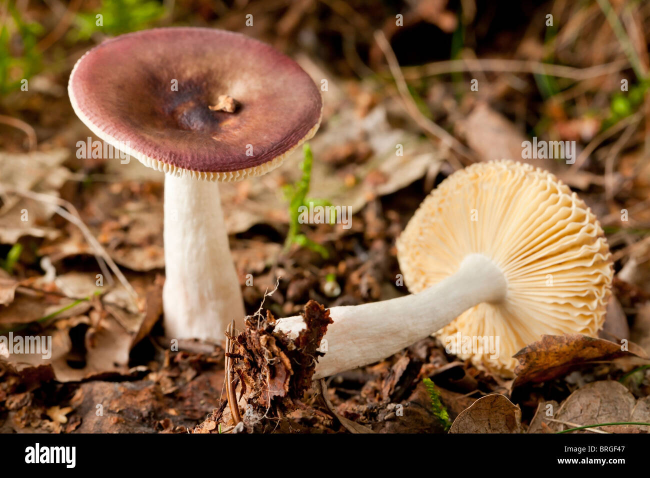 Basidiomycete mushrooms (Russula undulata) Stock Photo