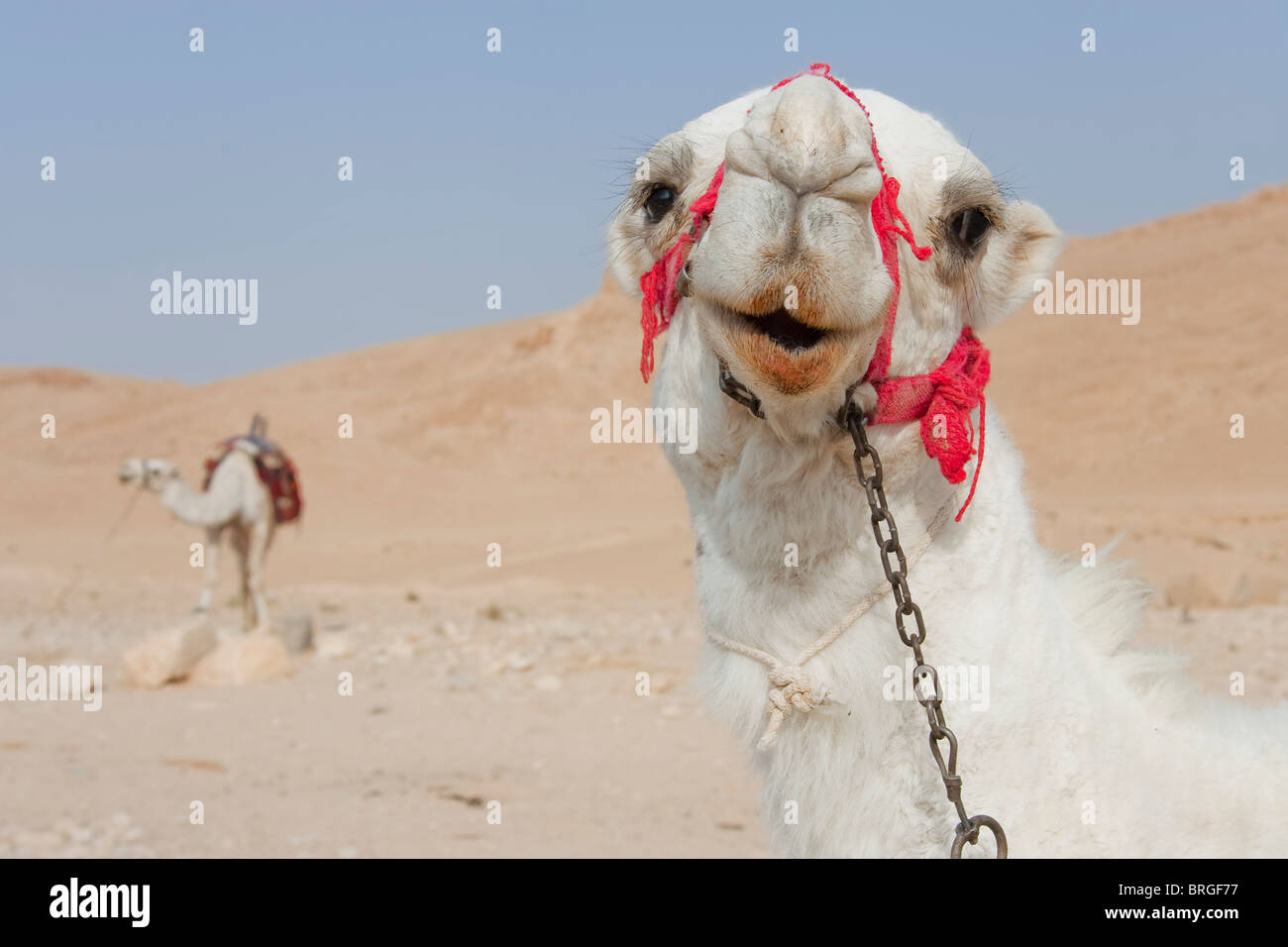 Palmira syria hi-res stock photography and images - Alamy