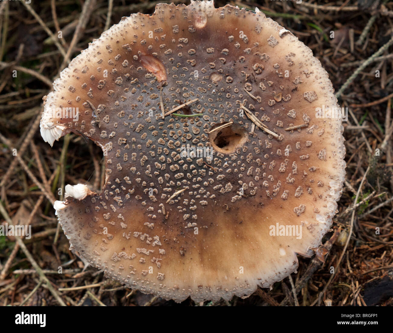 amanita pantherina