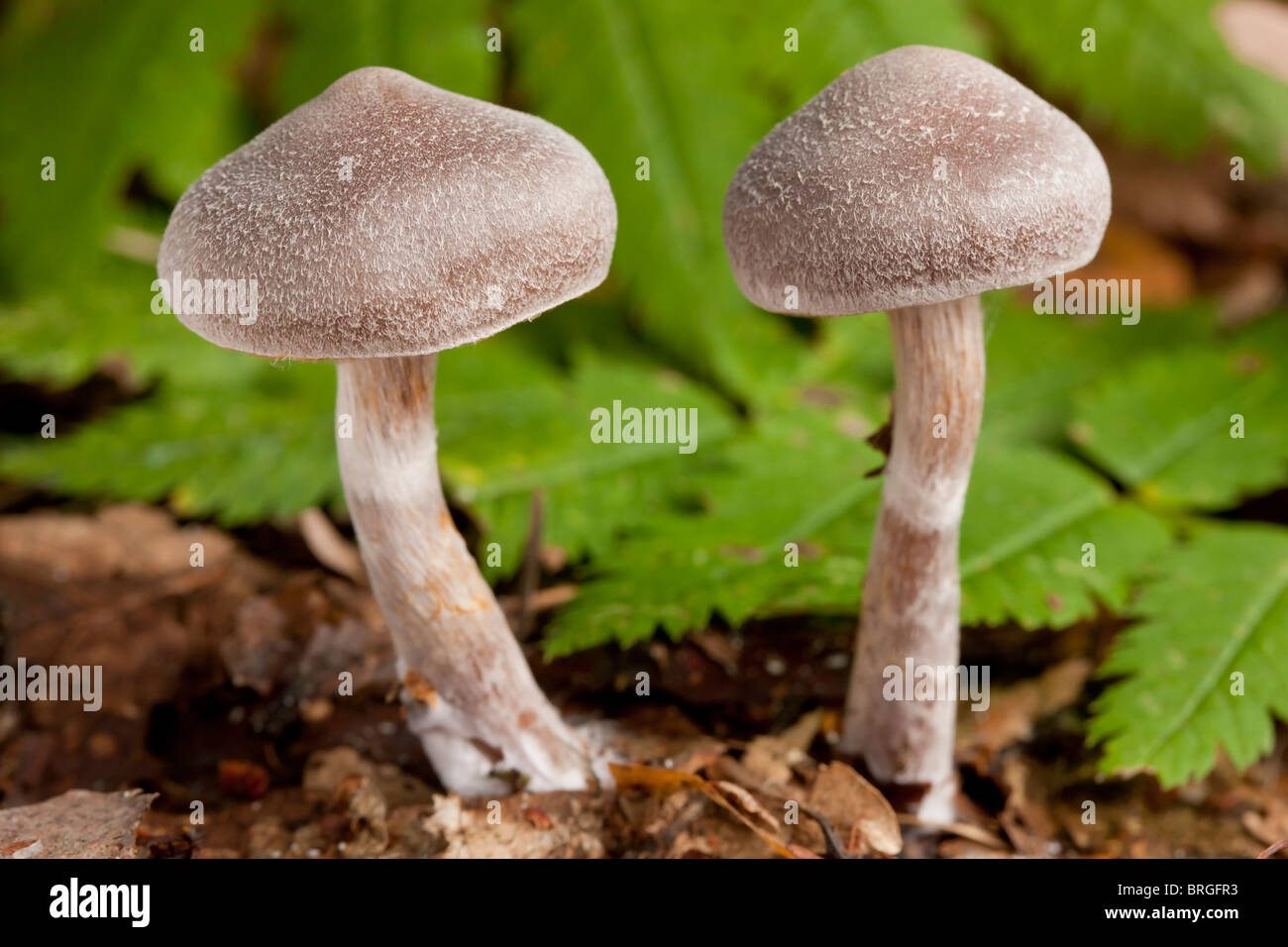 Gilled mushrooms (Cortinarius pulchellus) Stock Photo