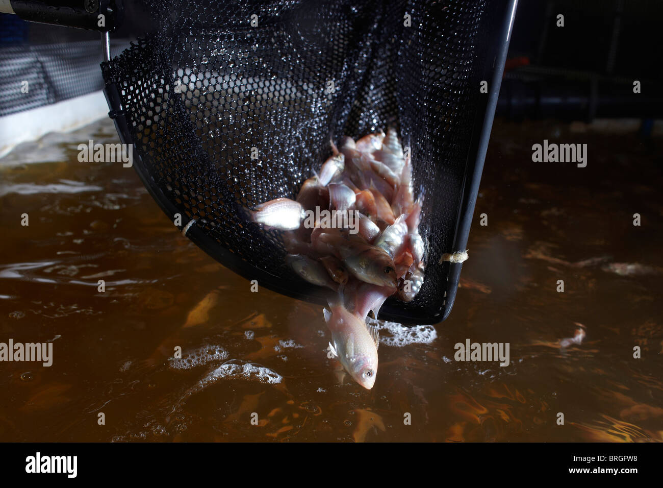 Fresh water Farmed Tilapia fish in North Yorkshire, England. Stock Photo