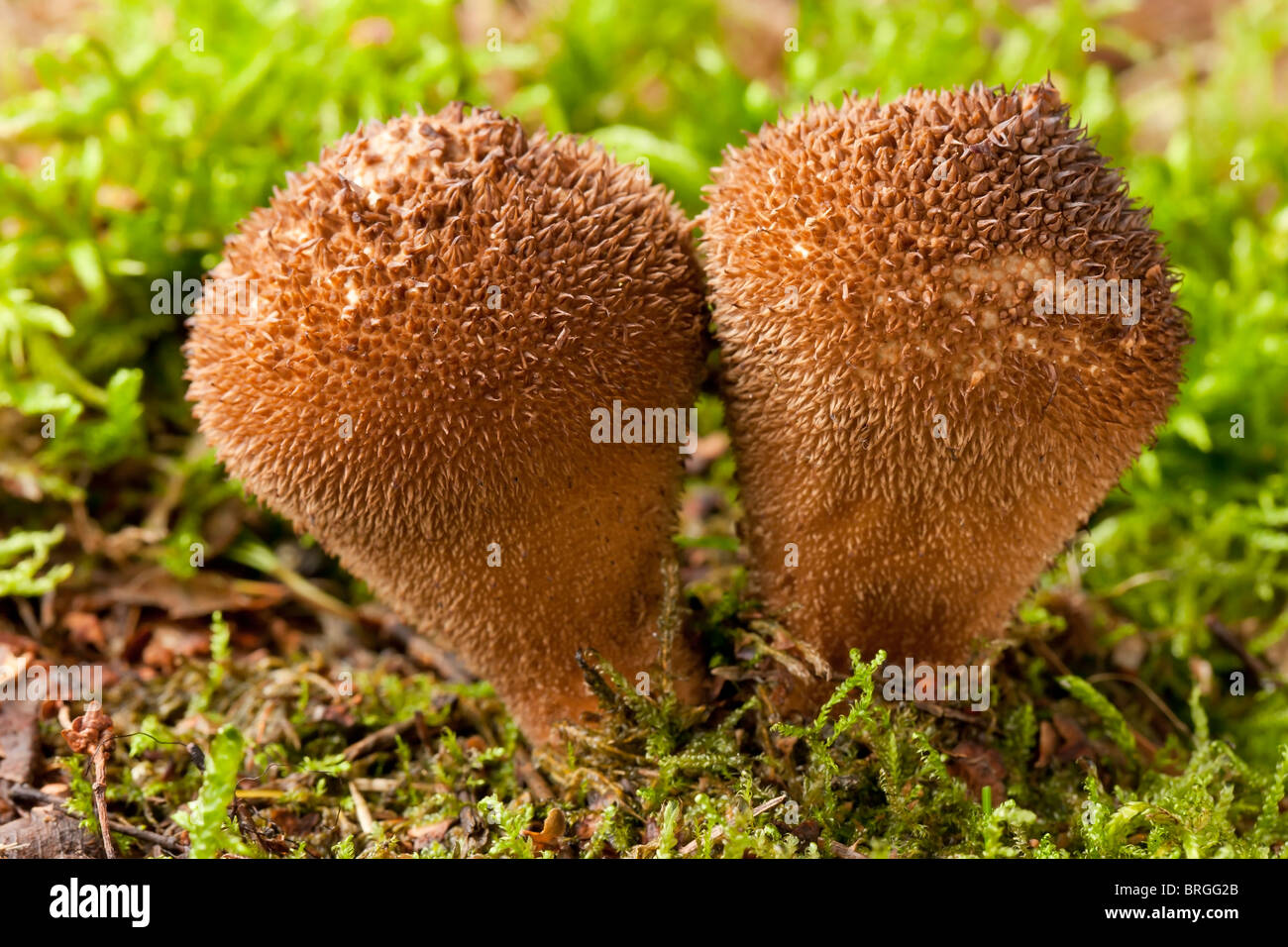 Puffball mushrooms hi-res stock photography and images - Alamy