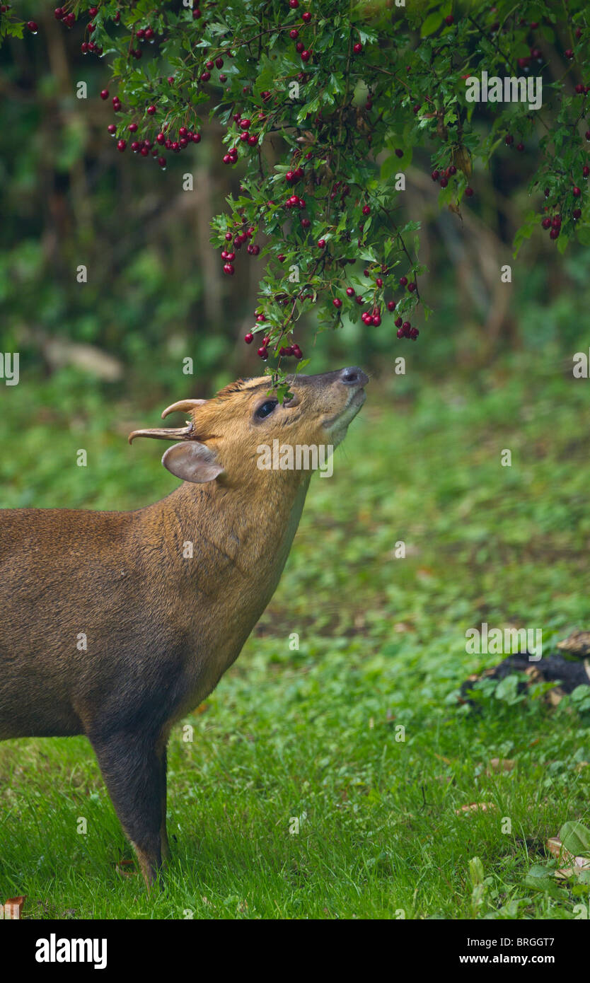 muntjac-called-barking-deer-eating-hi-res-stock-photography-and-images