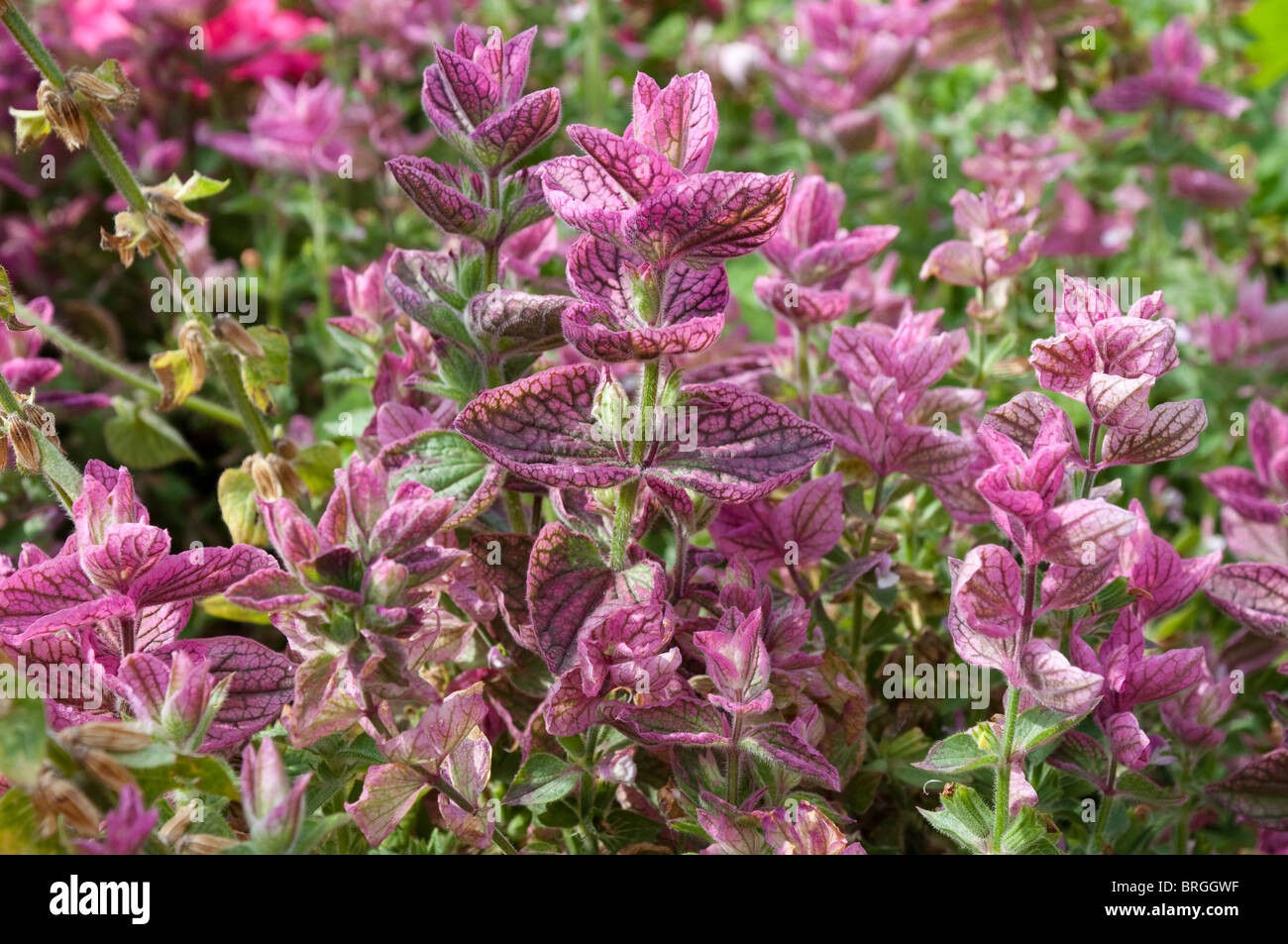 Green sage, Salvia viridis, Salvia horminum MARBLE ARCHE ROSE Stock Photo