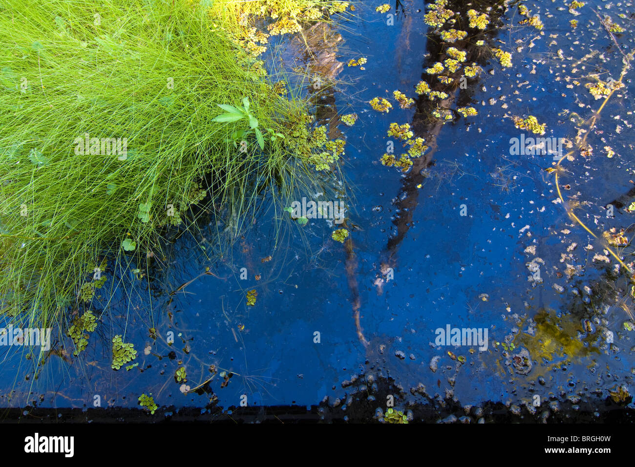 Reflections of bald Cypress trees, grass, and leaves in still waters of wetlands in Sam Houston Jones State Park, Louisiana. Stock Photo