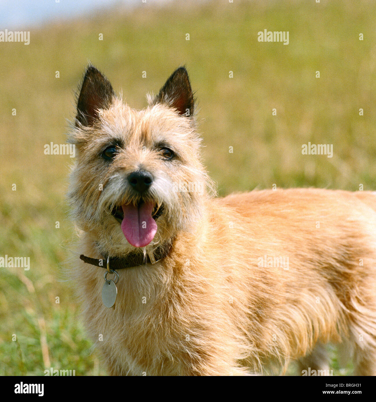 Cairn terrier wheaten hi-res stock photography and images - Alamy