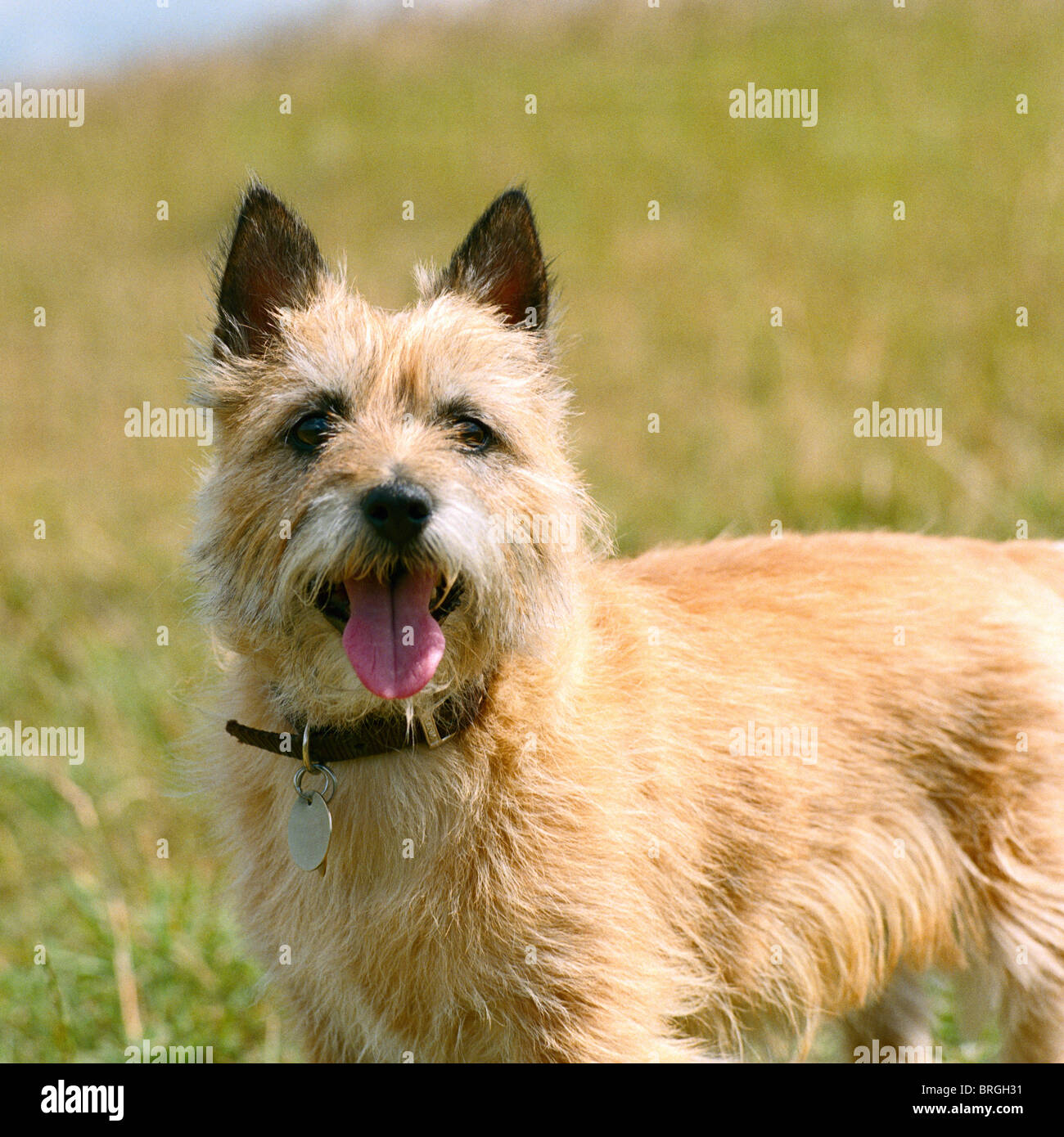 does a cairn terrier need a collar