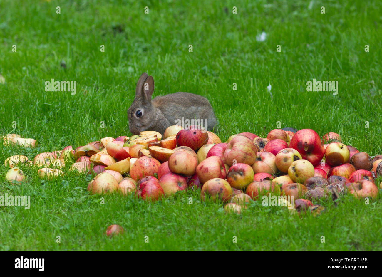 Rabbit eating apples in Autumn UK Stock Photo - Alamy