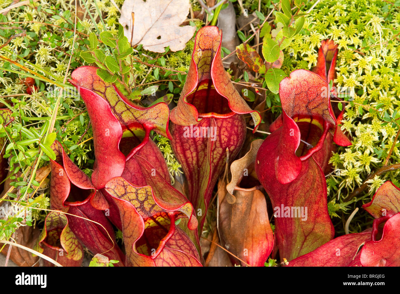 Purple Pitcher Plants "Sarracenia purpurea", a carnivorous pitcher plant, grow in a New England bog in Vermont, USA. Stock Photo