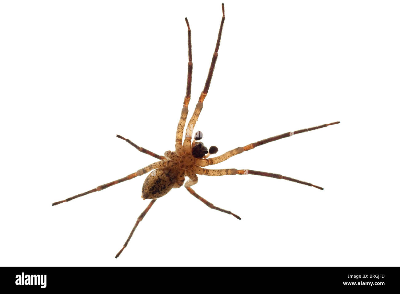 view from under wolf spider isolated on white Stock Photo Alamy