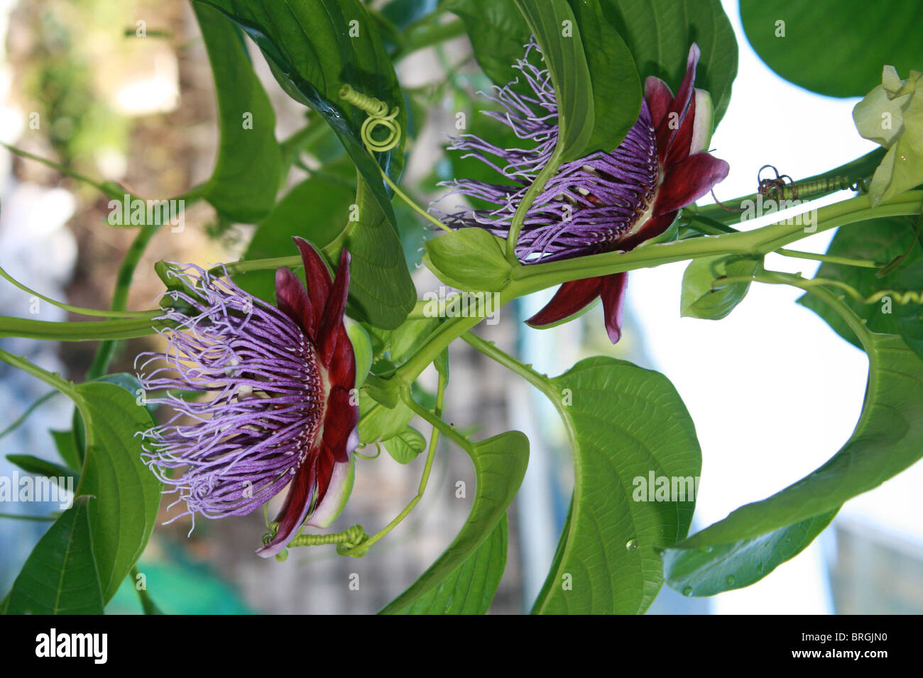 Babadine fruit flowers. Stock Photo
