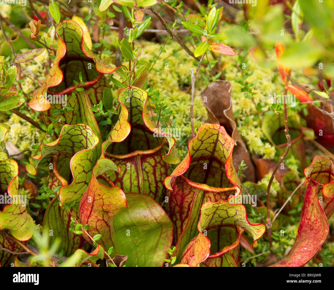 Purple Pitcher Plants "Sarracenia purpurea", a carnivorous pitcher
