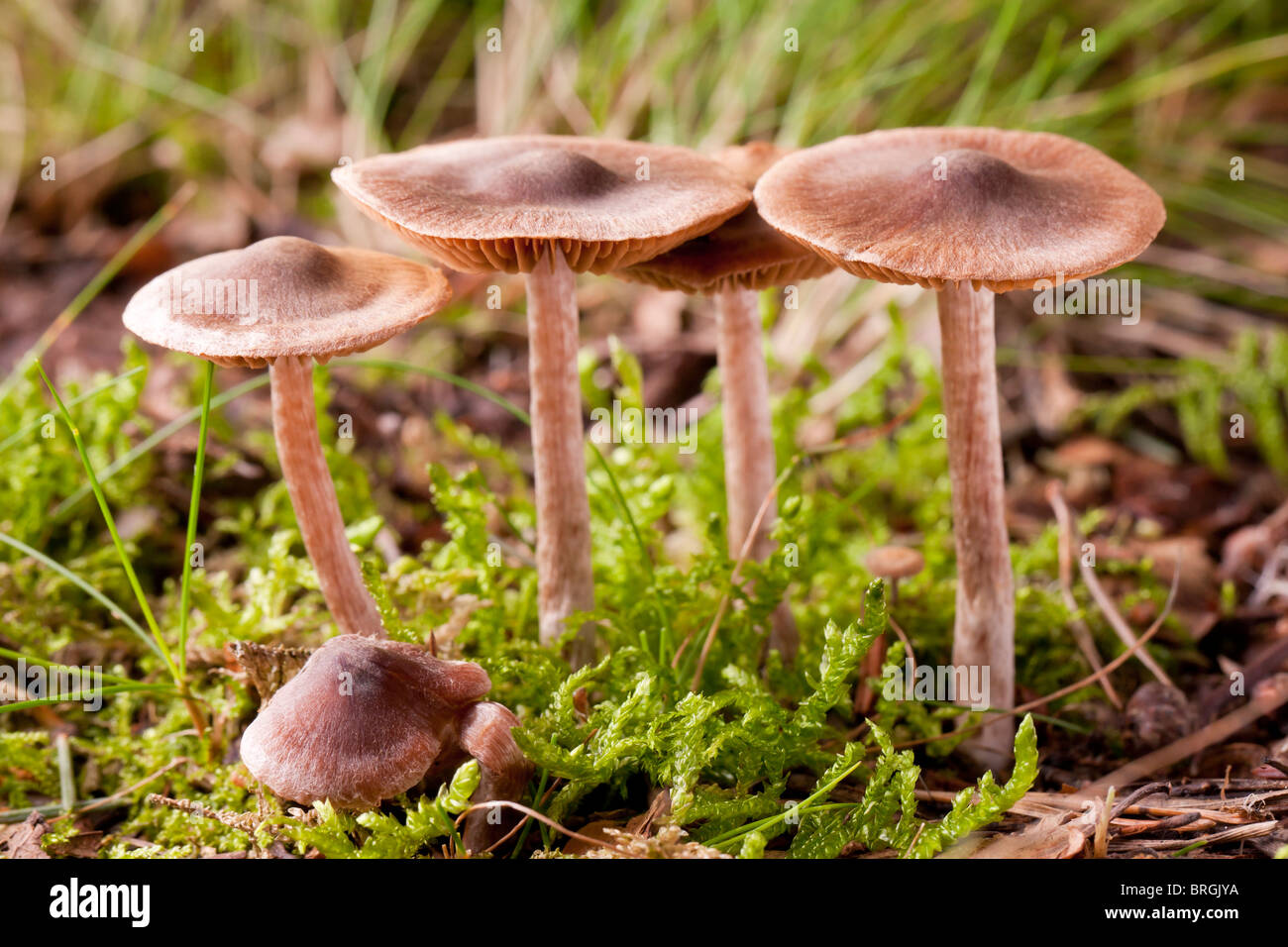 Gilled mushrooms (Cortinarius anthracinus) Stock Photo